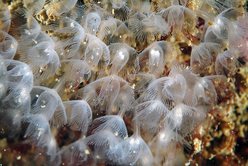Foronideo (Phoronis hippocrepia)